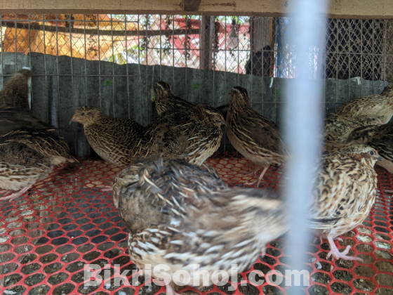 কোয়েল পুরুষ রানিং পাখি মাংসের জন্য